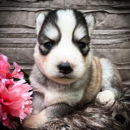 Ann - Sable and white female Siberian Husky puppy in Union Grove, Alabama from Southern Siberian Life