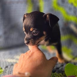 Neo (Neopolitan) - Black and tan male Chihuahua puppy in Plainfield, Indiana from Abby's Pampered Pooches