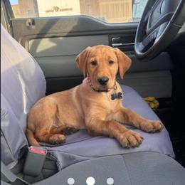 Labrador Retriever Puppies from Dan's Labrador Retrievers
