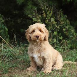 Bolt - Caramel male Australian Labradoodle puppy in Williamstown, New York from Lewis Manor Labradoodles