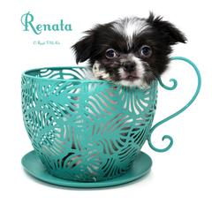 Renata - Black female Mi-Ki puppy in Elizabeth, Colorado from Royal T Mi-Kis