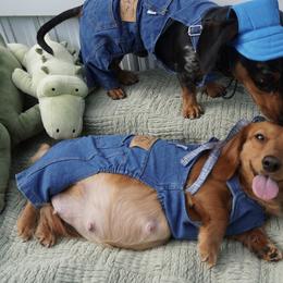 Frankie - Dachshund