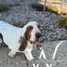 Basset Hounds from Walters Hollow Hounds