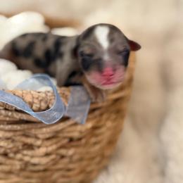Armani - Blue merle male Aussiedoodle puppy in Queen Creek, Arizona from Sunny Doodles