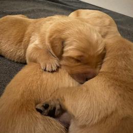 Male 3 - Golden male Golden Retriever puppy in Salisbury, North Carolina from Piedmont Golden Retrievers