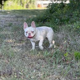 Levi - French Bulldog