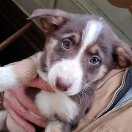 Border Collies from Peaceful Acres Wheeling
