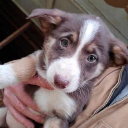 Border Collies from Peaceful Acres Wheeling