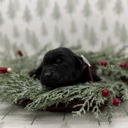 Female - Black female Labrador Retriever puppy in Sherrard, Illinois from Gochee Labs