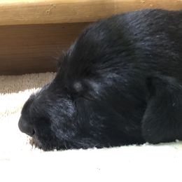Scottish Deerhound and Whippet Puppies from Cu Liath Deerhounds & Whippets