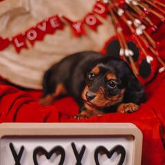 Rose - Black and tan female Dachshund puppy in Tifton, Georgia from Conger's Lil Smokies