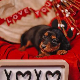 Rose - Black and tan female Dachshund puppy in Tifton, Georgia from Conger's Lil Smokies