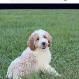 Jay jay - Goldendoodle