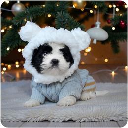 Falcon - Black and white male Shih Tzu puppy in Warren, Michigan from Danielle's Yorkie & Shih Tzu Babies