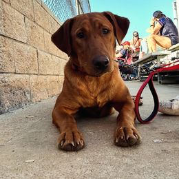 Labrador Retriever All Grown Up from Red Retrievers