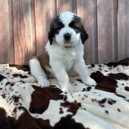 Orange female - White and brown female Saint Bernard puppy in Milroy, Minnesota from Shoen Saint Bernards