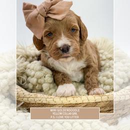 Yellow collar - Red  female Goldendoodle puppy in Newcastle, Oklahoma from Ritzy Creek Doodles