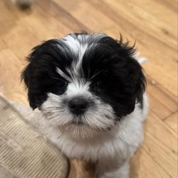 Dolly - Parti female Lhasa Apso puppy in Snover, Michigan from Lhasa Fur Life