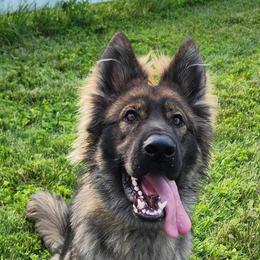 German Shepherd Puppies from Fancy GSDs