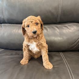 Goldendoodle and Poodle Puppies from Gentle Paw Goldendoodles