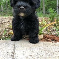 Havana Silk Dog Puppies from Marge Feiner