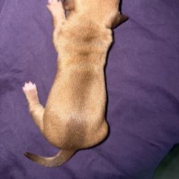 CKC ee red girl 3 (buyer will name) - Red female Dachshund puppy in Canyon Lake, Texas from M&Ms Dachshunds of Central Texas