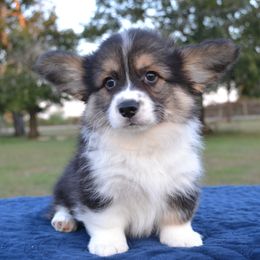 Frittata - Black and tan male Pembroke Welsh Corgi puppy in Edna, Texas from MG Corgis