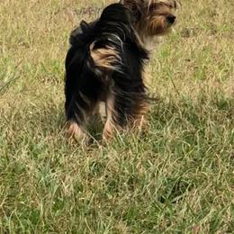 Chico - Black and tan male Yorkshire Terrier puppy in Ocala, Florida from Yorkie  And Shih Tzu Love
