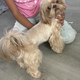 Romeo - Liver male Shih Tzu puppy in Coolidge, Arizona from Shih Tzu’s  ‘N’ Love