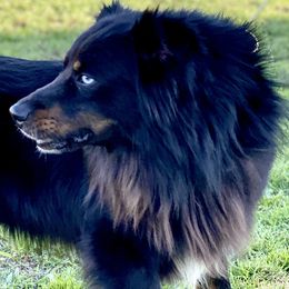 ACE - Miniature Australian Shepherd