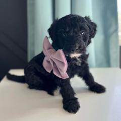 Winter - Black female Bordoodle puppy in Valley Center, California from Circle R Valley Bordoodls