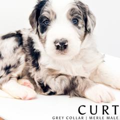 Curt - male Australian Mountain Doodle puppy in Tipton, Indiana from Country Creek Doodles