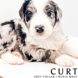 Curt - male Australian Mountain Doodle puppy in Tipton, Indiana from Country Creek Doodles