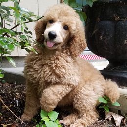 Poodles from Charnel Kennels and Grooming