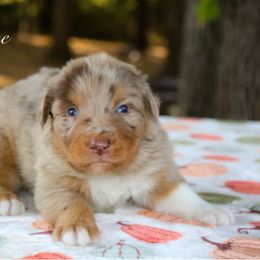 Dune - Red merle male Australian Shepherd puppy in Coldwater, Michigan from Northern Star Australian Shepherds