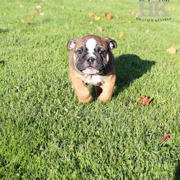 Boxer, English Bulldog, and French Bulldog Puppies from Hillview Kennels