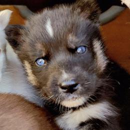 Soren - Black tan and white male Siberian Husky puppy in Madison, Georgia from Thornbury Kennel
