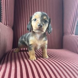 Taffy - Dapple female Dachshund puppy in Arthur, Illinois from Chupp’s Puppies