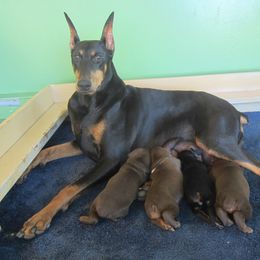 Doberman Pinscher Puppies from Laurel Vail