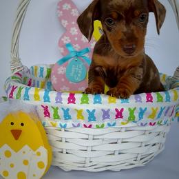 Twix - Dapple male Dachshund puppy in Waycross, Georgia from Willow Run Dachshund’s