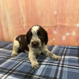 Gabbie - Liver white and roan female English Springer Spaniel puppy in Rogers, Ohio from StoneyBrook Setters