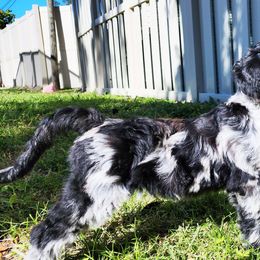 Pepper - Merle Goldendoodle puppy in Sarasota, Florida from Oodles of Poodles and Doodles