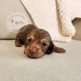 Rigatoni - Cream male Dachshund puppy in Dighton, Massachusetts from Powerdox Dachshunds