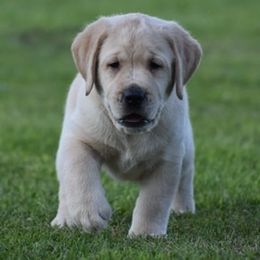 Labrador Retriever Puppies from Startop Labradors
