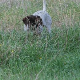 German Shorthaired Pointers from Hunting S Kennel