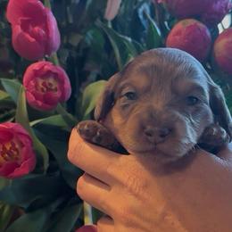 Charollette-chocolate dapple dachshund - Dapple female Dachshund puppy in El Cajon, California from Lisa Buxton