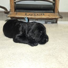 Light Blue Girl - Black female Giant Schnauzer puppy in Moberly, Missouri from Tseekhah (Complete Darkness) Kennel