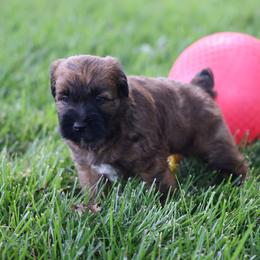 Marco - Red male Whoodle puppy in West Bend, Iowa from Blue Skies Terriers