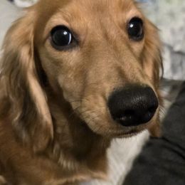 Brianna - Dachshund