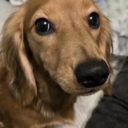 Brianna - Dachshund